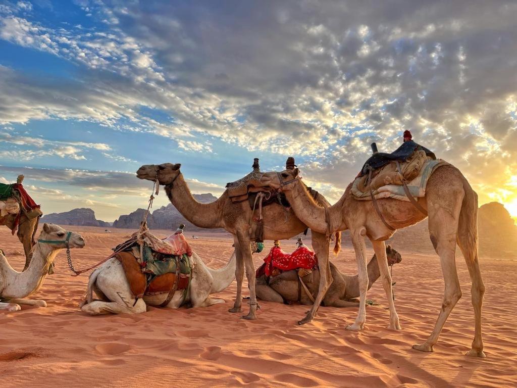 Rum Jordan Camp And Tours Wadi Rum Exterior photo